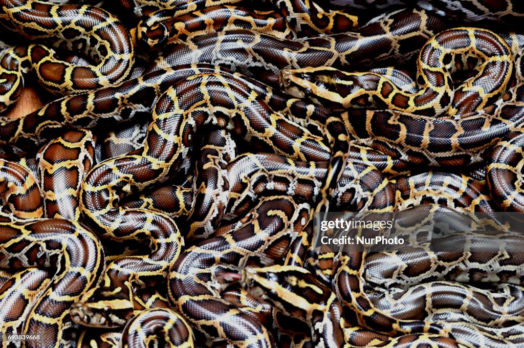 Burmese pythons at the Alipore Zoological garden in Eastern India ...