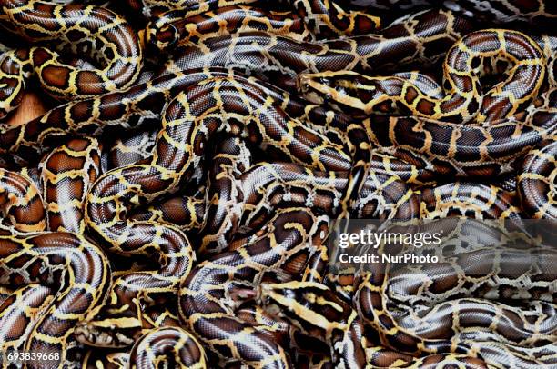 Burmese pythons at the Alipore Zoological garden in Eastern India city Kolkata on June 8, 2017. This is the first time reticulated and Burmese...