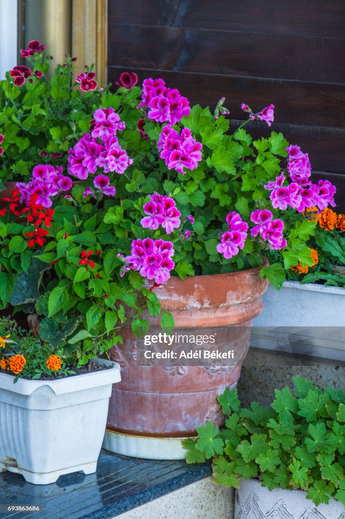 Pink geranium