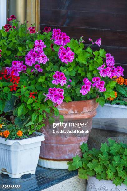 pink geranium - peppermint geranium stock pictures, royalty-free photos & images