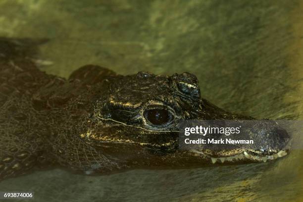 african dwarf crocodile - african dwarf crocodile foto e immagini stock