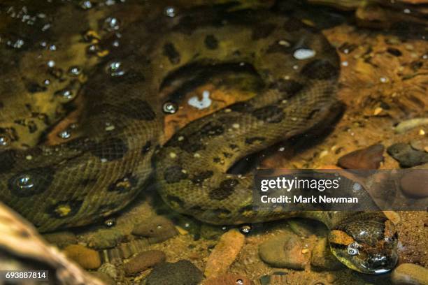 green anaconda - anaconda snake stock pictures, royalty-free photos & images