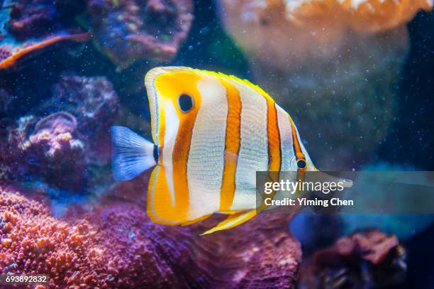 copperband butterflyfish - pesce farfalla foto e immagini stock