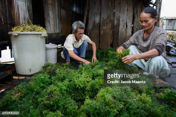 sorting through seaweed harvest preparing it for market. - bajau stockfoto's en -beelden