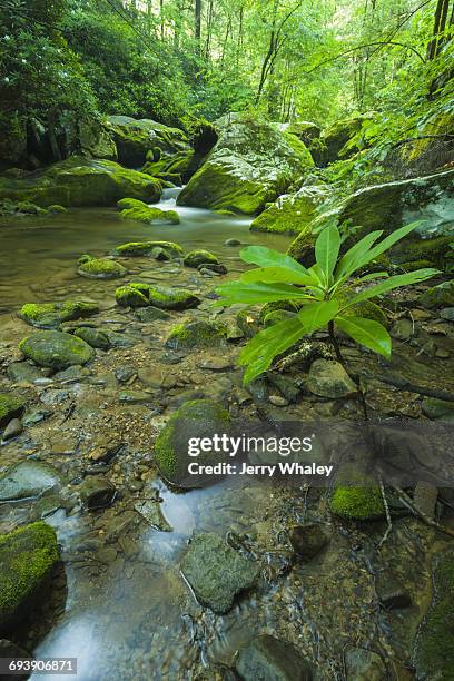 spring, roaring fork motor nature trail, smokies - roaring fork motor nature trail bildbanksfoton och bilder