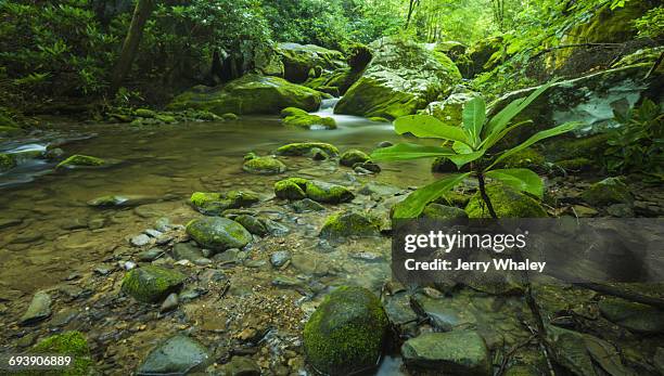 spring, roaring fork motor nature trail, smokies - roaring fork motor nature trail bildbanksfoton och bilder