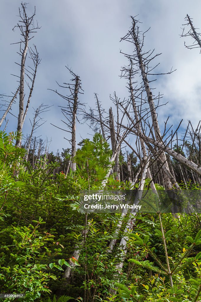 Appalachian Trail; Clingman's Dome; Dead Trees