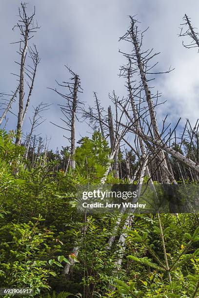 appalachian trail; clingman's dome; dead trees - clingman's dome stock pictures, royalty-free photos & images