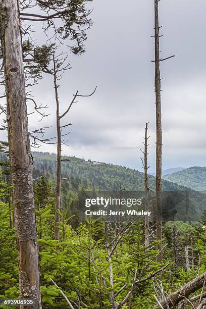 appalachian trail; clingman's dome; dead trees - clingman's dome - fotografias e filmes do acervo