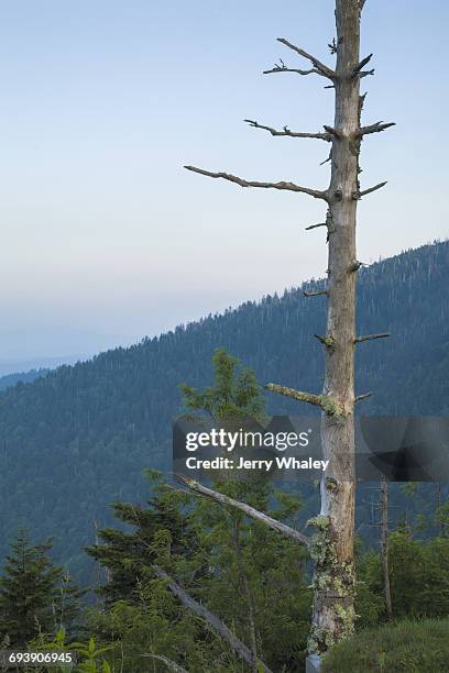 dead trees, clingmans dome, great smoky mtns np - clingman's dome stockfoto's en -beelden