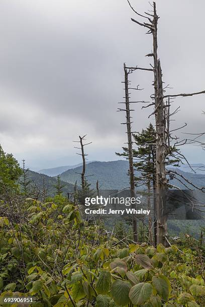appalachian trail; clingman's dome; dead trees - clingman's dome - fotografias e filmes do acervo