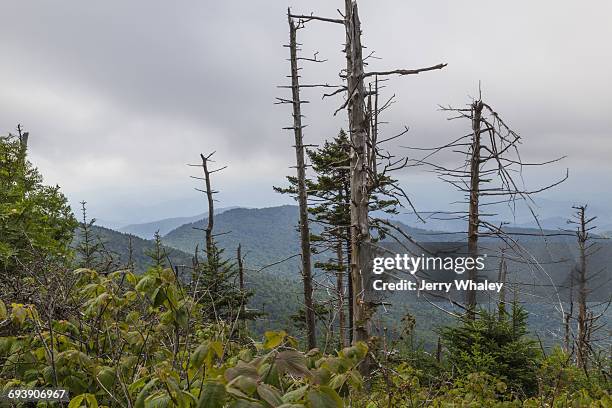 appalachian trail; clingman's dome; dead trees - clingman's dome - fotografias e filmes do acervo