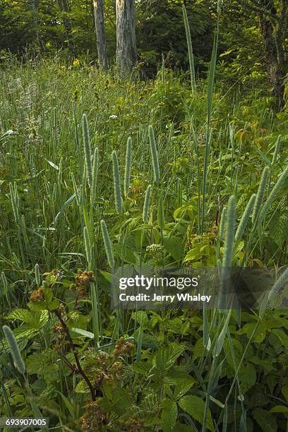 plants, clingmans dome, great smoky mtns np - clingman's dome - fotografias e filmes do acervo