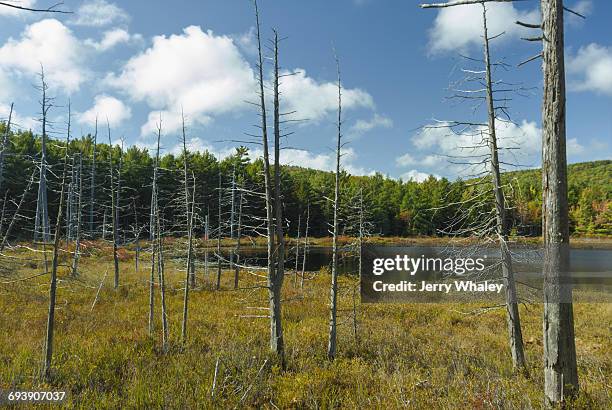 breakneck ponds, mount desert island, maine - jerry whaley - fotografias e filmes do acervo