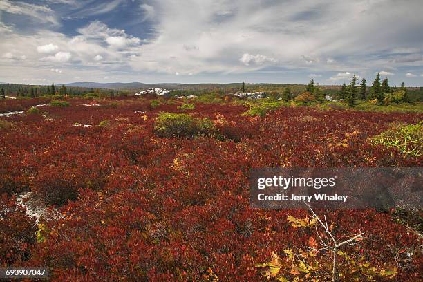 autumn, bear rocks preserve, dolly sods wilderness - jerry whaley stock pictures, royalty-free photos & images