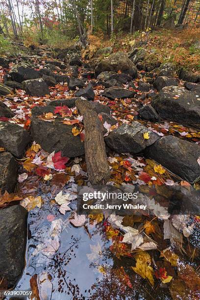 autumn, duck brook road, acadia national park - jerry whaley 個照片及圖片檔