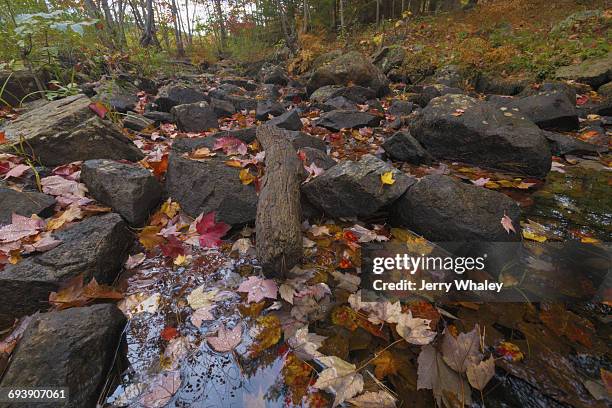 autumn, duck brook road, acadia national park - jerry whaley - fotografias e filmes do acervo