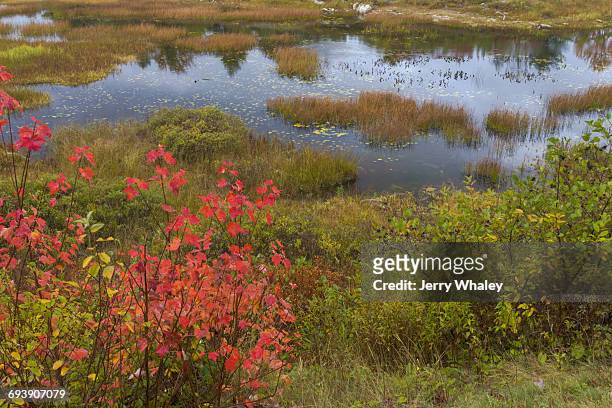 autumn along duck brook road, acadia national park - jerry whaley 個照片及圖片檔