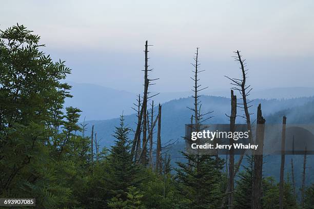 dead trees, clingmans dome, great smoky mtns np - jerry whaley stock pictures, royalty-free photos & images