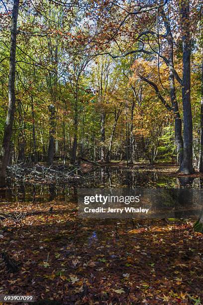 abstract autumn image, cades cove - jerry whaley 個照片及圖片檔