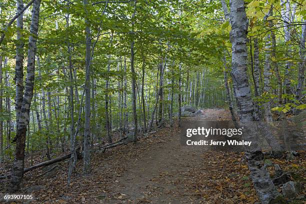 south bubble trail, acadia national park - jerry whaley 個照片及圖片檔