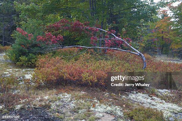 autumn, duck brook road, acadia national park - jerry whaley stock pictures, royalty-free photos & images