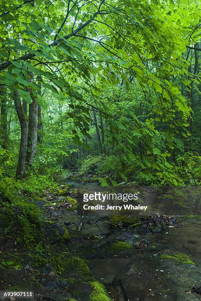 stream in greenbrier, great smoky mountains np - jerry whaley 個照片及圖片檔