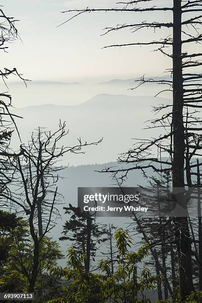 dead trees, clingmans dome, great smoky mtns np - clingman's dome stockfoto's en -beelden