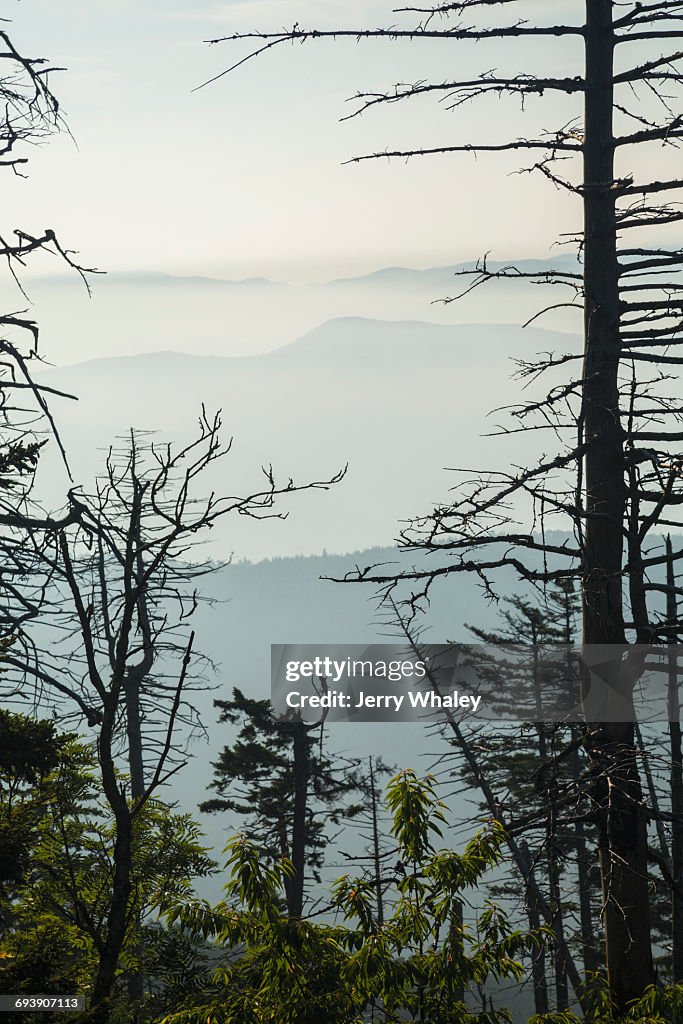 Dead Trees, Clingmans Dome, Great Smoky Mtns NP