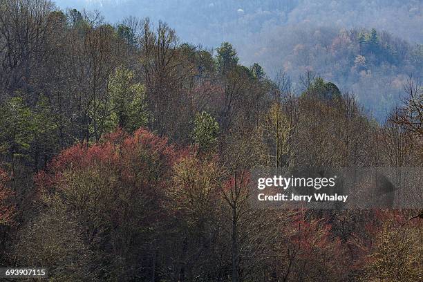 tree buds, early spring - jerry whaley stock pictures, royalty-free photos & images