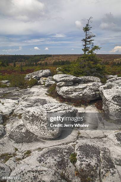 autumn, bear rocks preserve, dolly sods wilderness - jerry whaley - fotografias e filmes do acervo