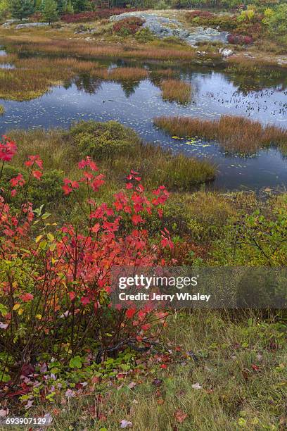 autumn along duck brook road, acadia national park - jerry whaley 個照片及圖片檔