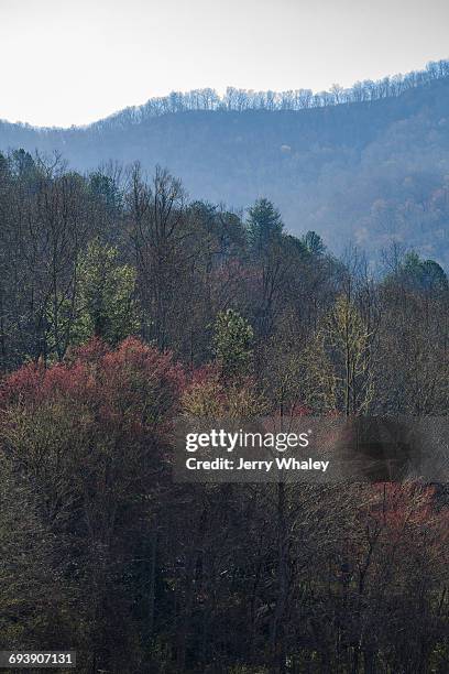 tree buds, early spring - jerry whaley stock pictures, royalty-free photos & images