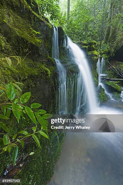 waterfalls, greenbrier, great smoky mountains np - jerry whaley - fotografias e filmes do acervo