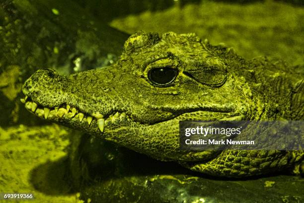 african dwarf crocodile - african dwarf crocodile foto e immagini stock