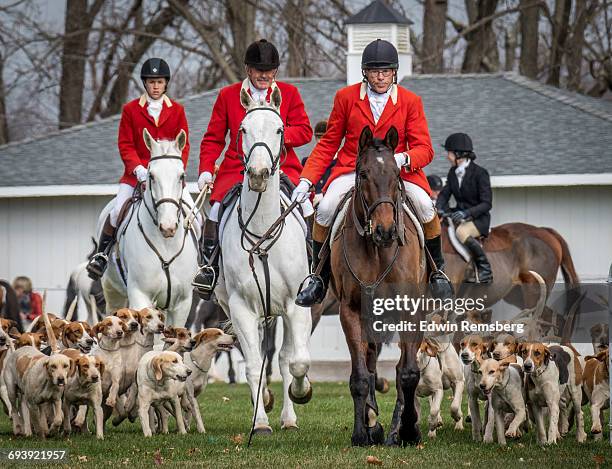 fox hunt - american foxhound stockfoto's en -beelden
