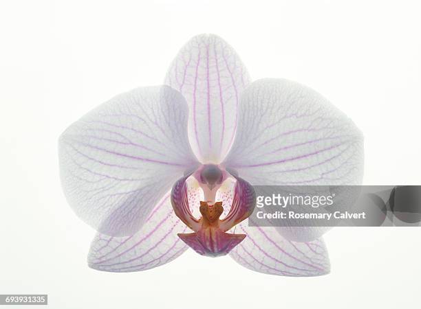 close up of pink and white phalaenopsis orchid. - orkidé bildbanksfoton och bilder