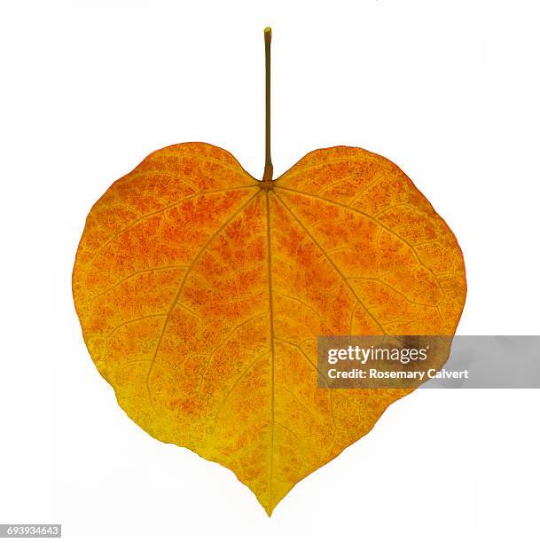 Single Fall Single Fall Leaf Photos and Premium High Res Pictures - Getty Images