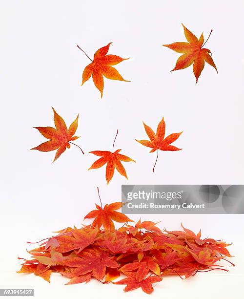 pile of autumnal maple leaves with leaves falling. - fall leaf stock pictures, royalty-free photos & images