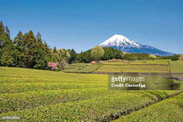 fuji mountain and terrace tea plantation at shizuoka - shizuoka prefecture stock-fotos und bilder