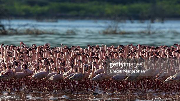 lesser flamingos flock at lake bogoria - lake bogoria national park stock pictures, royalty-free photos & images