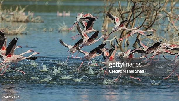 lesser flamingos running to fly off - lake bogoria national park stock pictures, royalty-free photos & images
