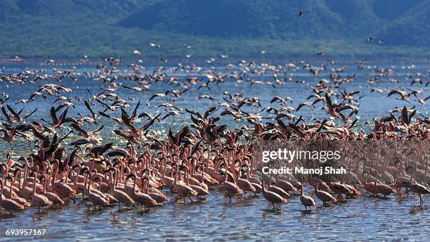 lesser flamingos at lake bogoria - lake bogoria national park stock pictures, royalty-free photos & images