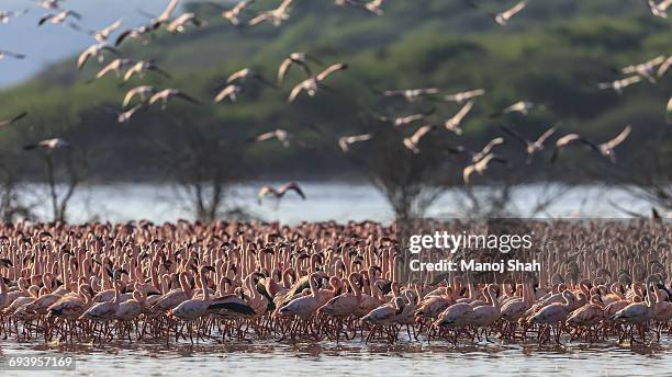 lesser flamingos at lake bogoria - lake bogoria national park stock pictures, royalty-free photos & images