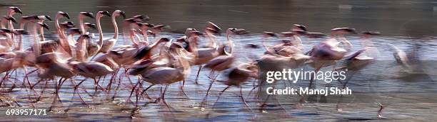 flamingos starting to run before flying - lake bogoria national park stock pictures, royalty-free photos & images