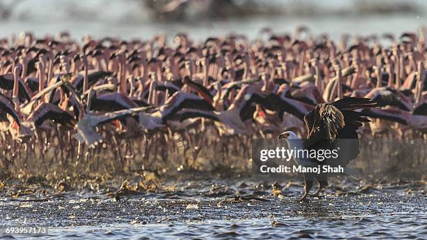 african fish eagle &m lesser flamingos, - lake bogoria national park stock pictures, royalty-free photos & images