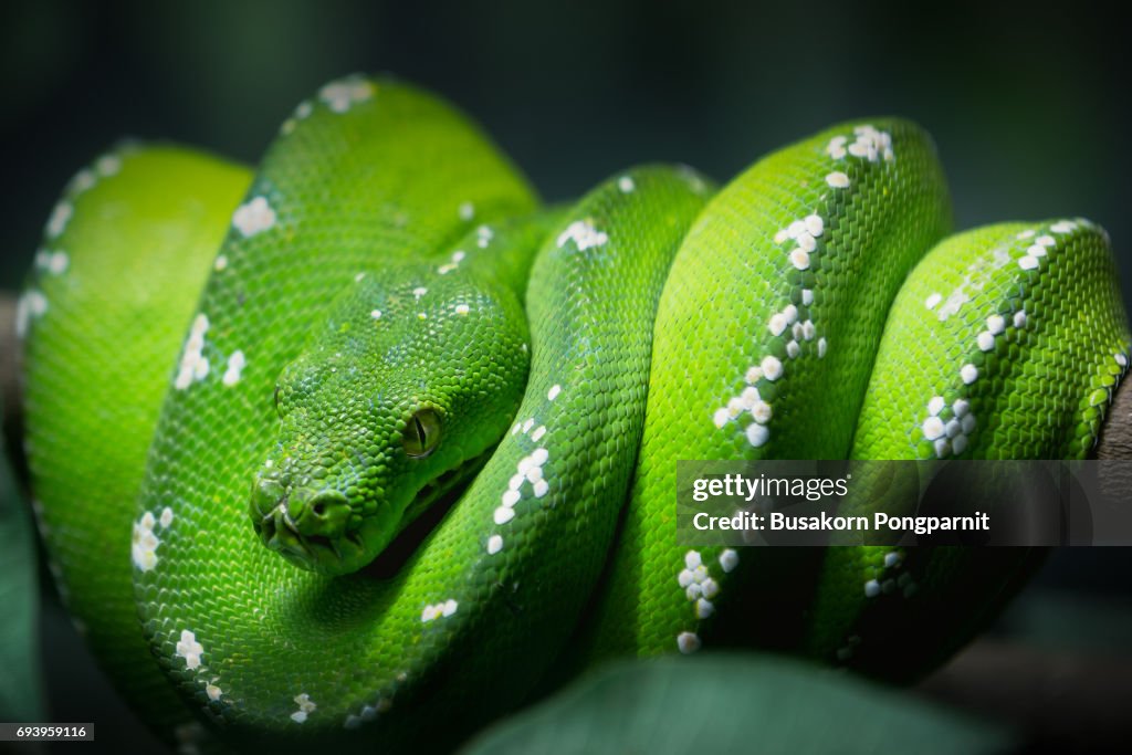 Green snake closeup