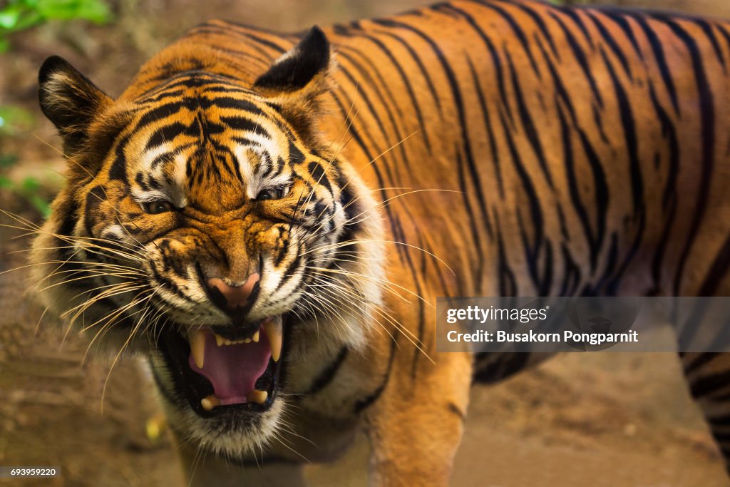 Close up of a tiger's face with bare teeth of Bengal Tiger