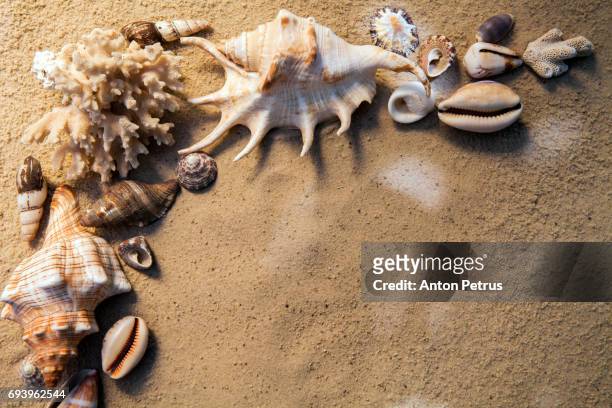 sea shells with sand as background. summer beach. - tennis macro bildbanksfoton och bilder
