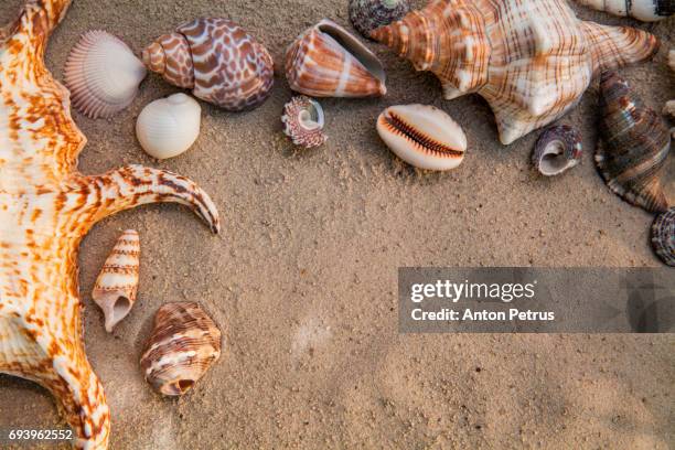 220 Seashell Wallpaper Border Photos and Premium High Res Pictures - Getty Images 220 Seashell Wallpaper Border Photos and Premium High Res Pictures - Getty Images